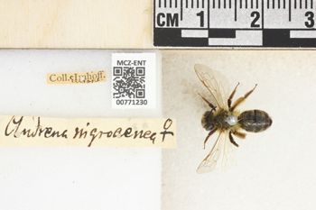 Media type: image;   Entomology 771230 Aspect: Labels